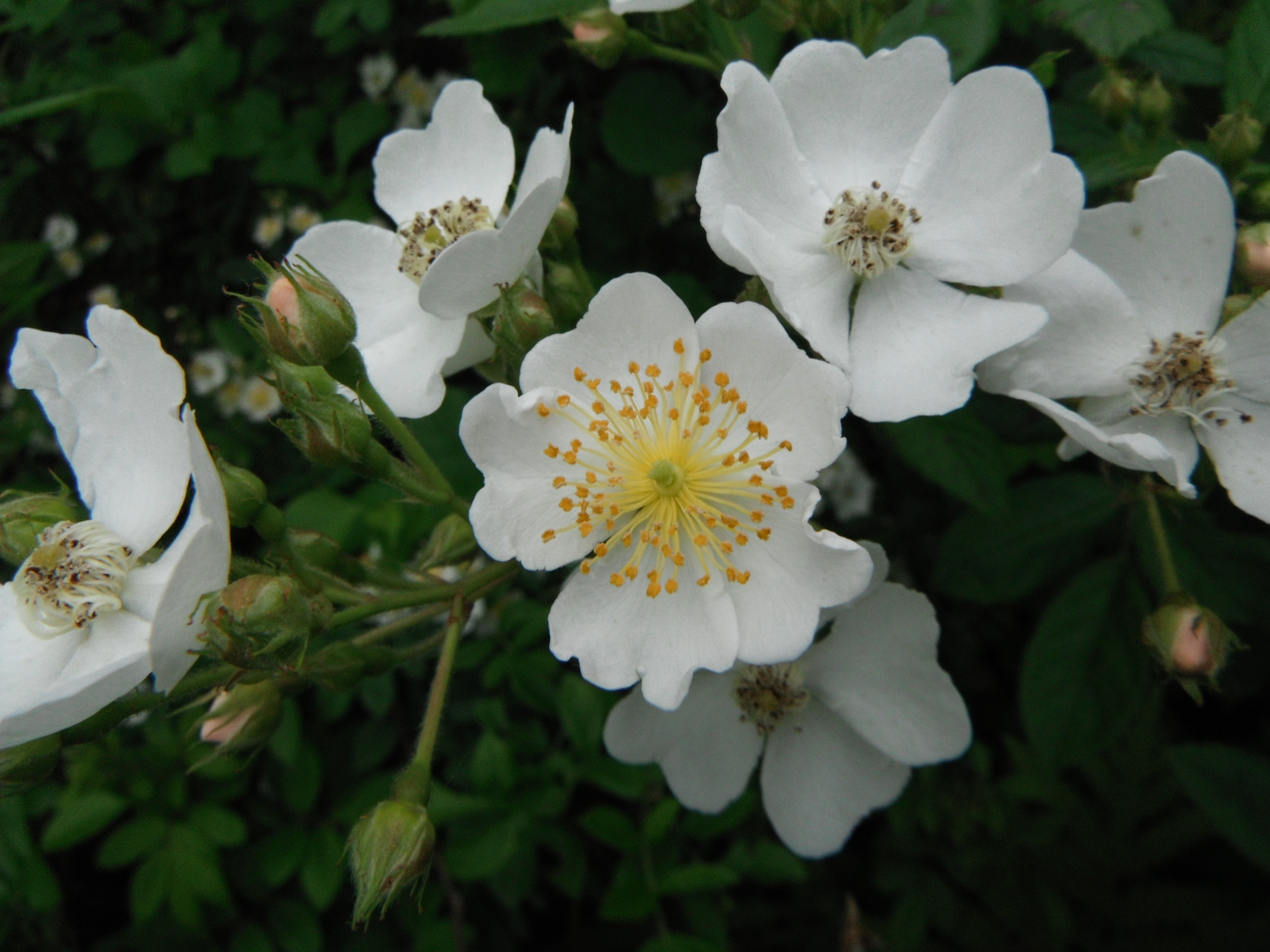Rosa multiflora