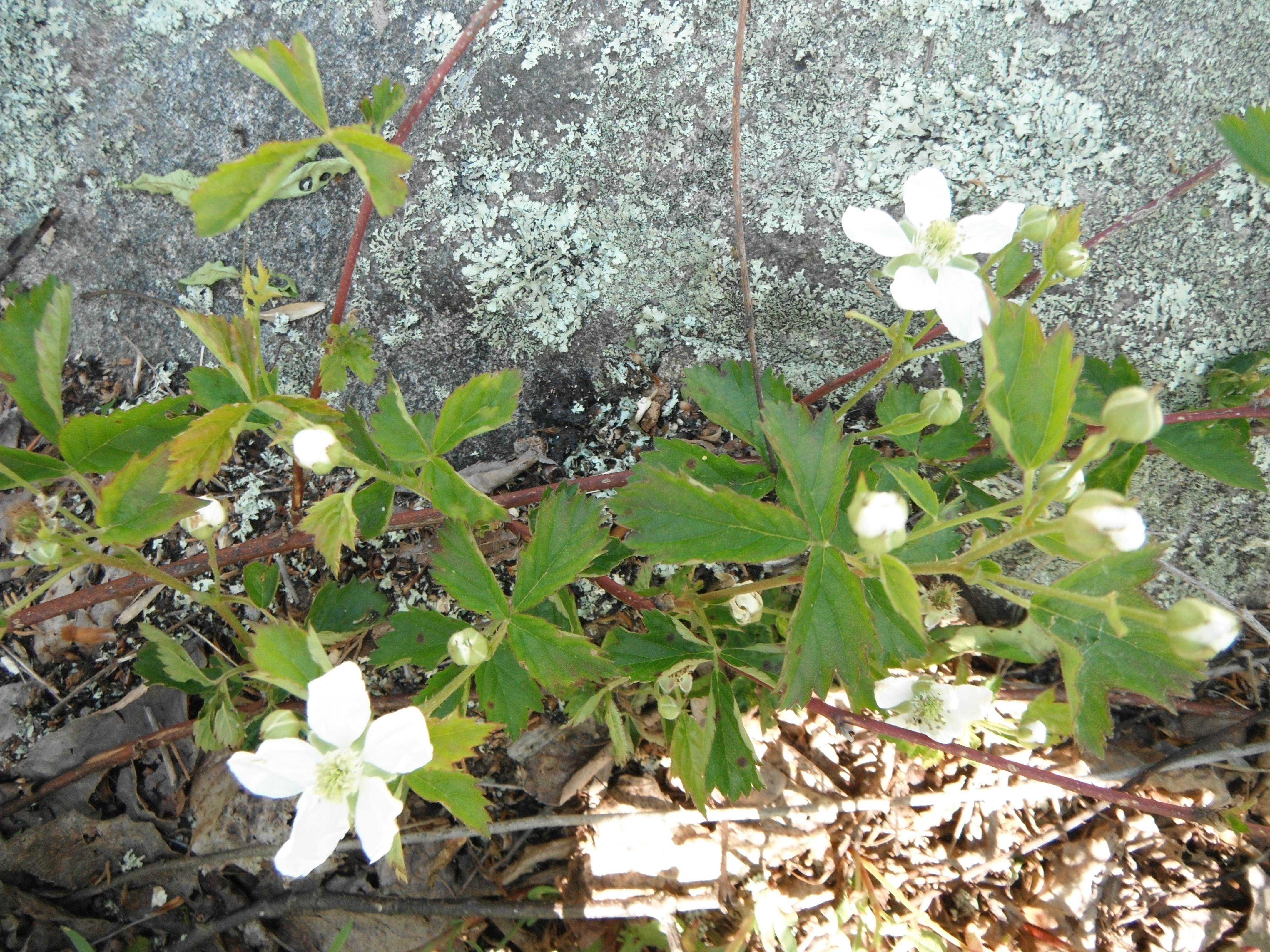 Rubus flagellaris s.l.