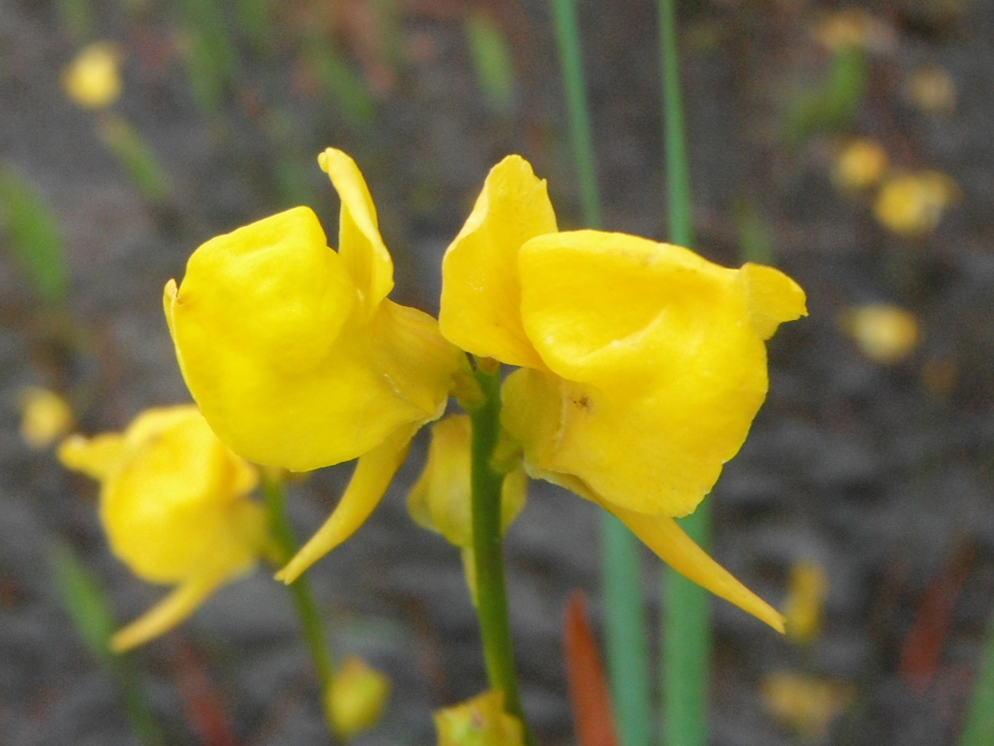 Utricularia cornuta