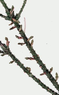 Arceuthobium pusillum
