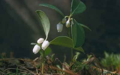 Gaultheria procumbens  L.