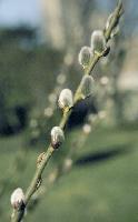 Salix - Willow